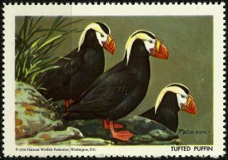 National Wildlife Federation Stamp,  Year 1956,  Tufted Puffin, photo