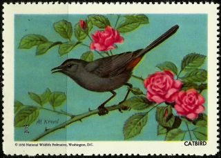 National Wildlife Federation Stamp,  Year 1956,  Catbird, photo