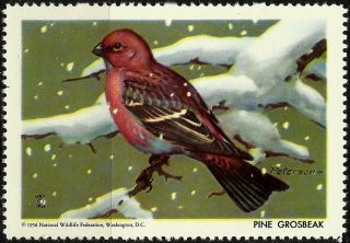 National Wildlife Federation Stamp,  Year 1956,  Pine Grosbeak, photo