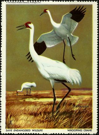 National Wildlife Federation Stamp,  Year 1956,  Whooping Crane, photo