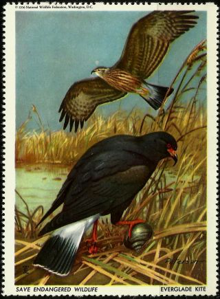 National Wildlife Federation Stamp,  Year 1956,  Everglade Kite, photo