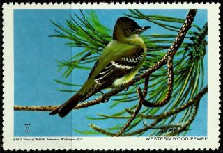 National Wildlife Federation Stamp,  Year 1970,  Western Wood Pewee, photo