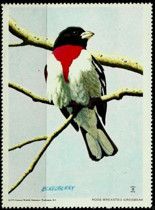 National Wildlife Federation Stamp,  Year 1970,  Rose - Breasted Grosbeak, photo