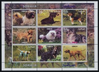 Somalia Sheet Dogs photo