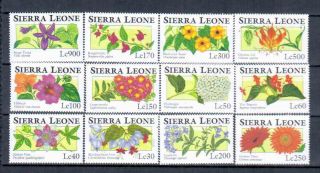 Sierra Leone Flowers photo