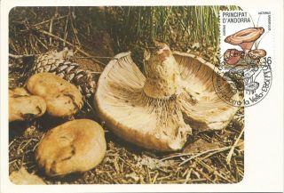 Andorra Española / Spanish Andorre Mushrooms 1983 photo