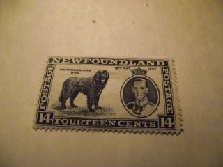 Newfoundland Stamp Scott 238 A131 Newfoundland Dog 14 Cents Black 1937 photo