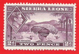 Mlh 2d Mauve Stamp 1938 Sierra Leone Rice Harvesting King George Vi Damage Perfs photo