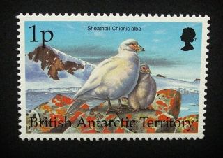 British Antarctic Territory Qeii 1p Bird Stamp C1993 Snowy Sheathbill,  Um,  A915 photo