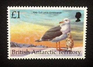 British Antarctic Territory Qeii £1 Bird Stamp C1993 Kelp Gull,  Um,  A919 photo