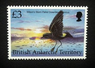 British Antarctic Territory Qeii £3 Bird Stamp C1993 Wilson ' S Petrel,  Um,  A920 photo