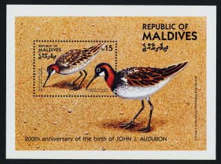 Maldives 1083 Birds,  Art,  Audubon photo