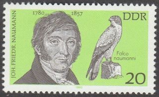 East Germany Ddr Gdr 1980 Stamp - Scientist Johann Friedrich Naumann Falcon photo