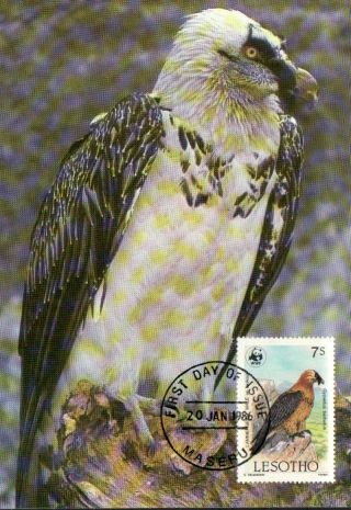 (72257) Maxicard - Lesotho - Birds - Lammergeier - 1986 photo