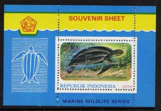 Indonesia 1066a Turtle photo