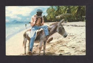 Pretty Picture Postcard From Saint Christopher - - 1981 - - Donkey Flutesociety photo