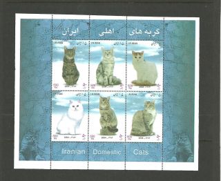 Iran 2004 Iranian Cats photo