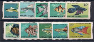 Hungary - 1962 Fishes Mlh - Vf 1495 - 04 photo