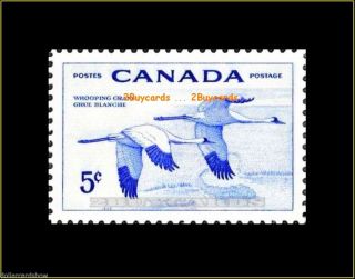 Canada 1955 Vintage Canadian Whooping Crane Flying Bird Fv Face 5 Cent Stamp photo