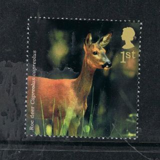 Roe Deer Illustrated On 2004 British Stamp - Nh photo