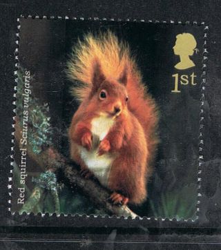 Red Squirrel Illustrated On 2004 British Stamp - Nh photo