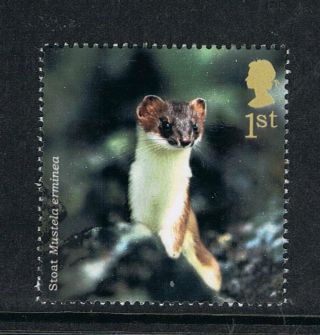 English Stoat Illustrated On 2004 British Stamp - Nh photo
