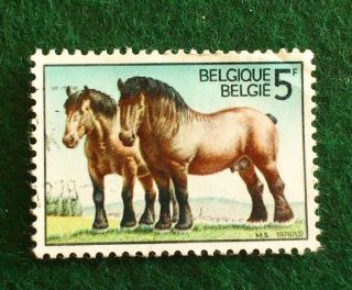 Belgium.  5 F.  1976.  50th Anniv.  Of Ardennes Draught Horses Society. photo