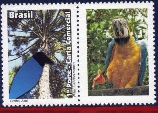 11 - 46 - 7 Brazil 2011 - Blue Jackdaw,  Birds,  Fauna,  Parrot,  Personalized photo