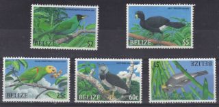 Belize - - Endangered Birds photo