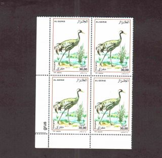 Algeria 2006 - Birds 