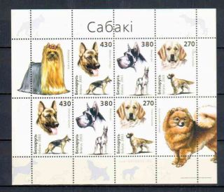 Belarus Dogs photo