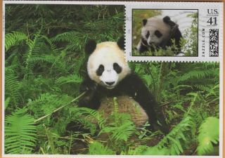 Unique Giant Panda Maxicard 3,  Zazzle Personalized Stamp,  Circulated As Postcard photo